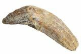 Fossil Primitive Whale (Pappocetus) Incisor Tooth - Morocco #225369-1